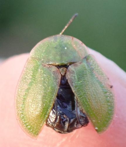 Réf. 322 384 : Cassida rubiginosa